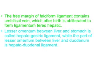 • The free margin of falciform ligament contains
umbilical vein, which after birth is obliterated to
form ligamentum teres hepatic.
• Lesser omentum between liver and stomach is
called hepato-gastric ligament, while the part of
lesser omentum between liver and duodenum
is hepato-duodenal ligament.
 