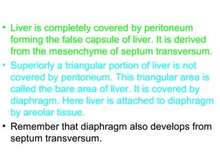 • Liver is completely covered by peritoneum
forming the false capsule of liver. It is derived
from the mesenchyme of septum transversum.
• Superiorly a triangular portion of liver is not
covered by peritoneum. This triangular area is
called the bare area of liver. It is covered by
diaphragm. Here liver is attached to diaphragm
by areolar tissue.
• Remember that diaphragm also develops from
septum transversum.
 