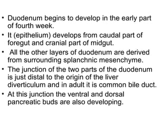 • Duodenum begins to develop in the early part
of fourth week.
• It (epithelium) develops from caudal part of
foregut and cranial part of midgut.
• All the other layers of duodenum are derived
from surrounding splanchnic mesenchyme.
• The junction of the two parts of the duodenum
is just distal to the origin of the liver
diverticulum and in adult it is common bile duct.
• At this junction the ventral and dorsal
pancreatic buds are also developing.
 