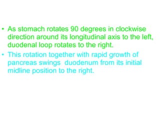 • As stomach rotates 90 degrees in clockwise
direction around its longitudinal axis to the left,
duodenal loop rotates to the right.
• This rotation together with rapid growth of
pancreas swings duodenum from its initial
midline position to the right.
 