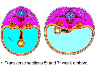• Transverse sections 5th
and 7th
week embryo
 