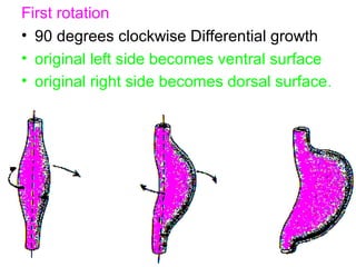 First rotation
• 90 degrees clockwise Differential growth
• original left side becomes ventral surface
• original right side becomes dorsal surface.
 