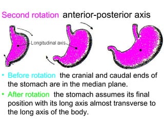 Second rotation anterior-posterior axis
• Before rotation, the cranial and caudal ends of
the stomach are in the median plane.
• After rotation, the stomach assumes its final
position with its long axis almost transverse to
the long axis of the body.
 