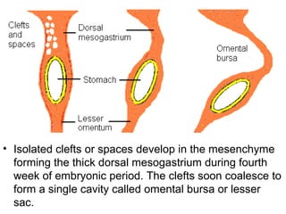• Isolated clefts or spaces develop in the mesenchyme
forming the thick dorsal mesogastrium during fourth
week of embryonic period. The clefts soon coalesce to
form a single cavity called omental bursa or lesser
sac.
 