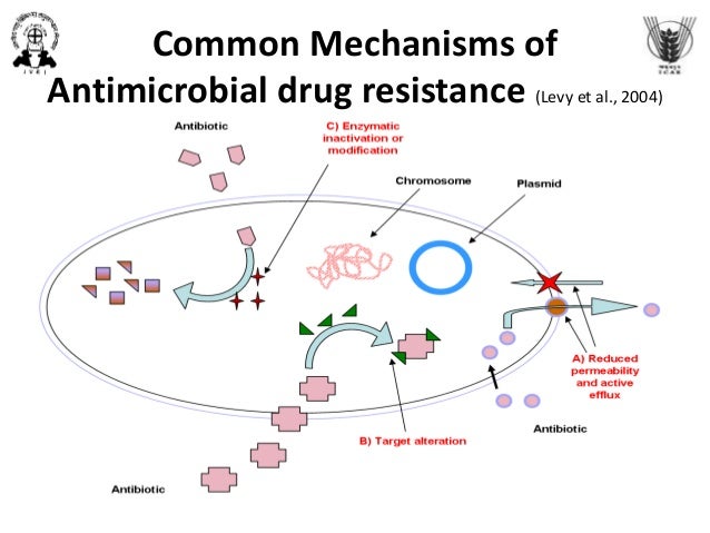 Chloroquine resistant bacteria dissertation