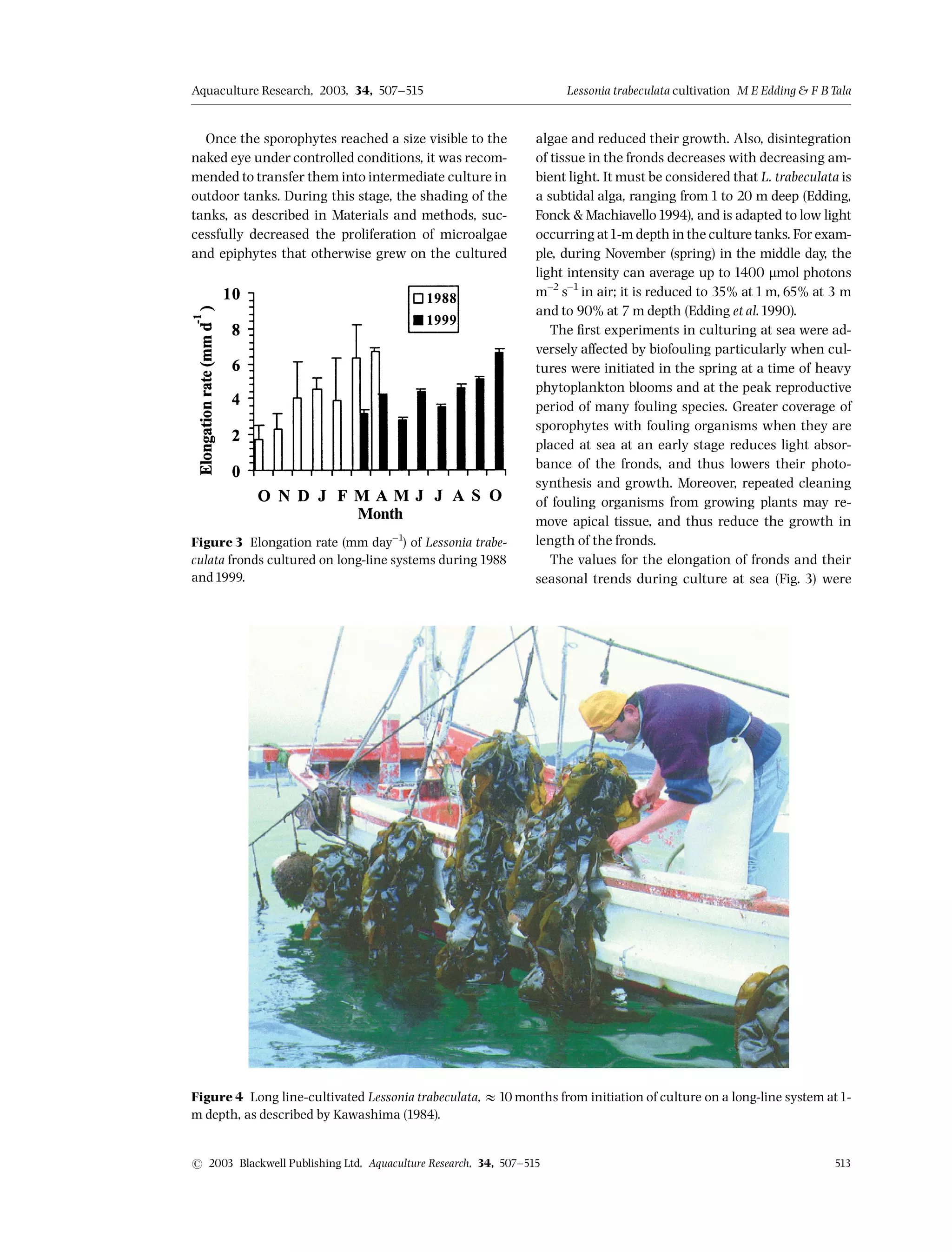 Once the sporophytes reached a size visible to the
naked eye under controlled conditions, it was recom-
mended to transfer them into intermediate culture in
outdoor tanks. During this stage, the shading of the
tanks, as described in Materials and methods, suc-
cessfully decreased the proliferation of microalgae
and epiphytes that otherwise grew on the cultured
algae and reduced their growth. Also, disintegration
of tissue in the fronds decreases with decreasing am-
bient light. It must be considered that L. trabeculata is
a subtidal alga, ranging from 1 to 20 m deep (Edding,
Fonck  Machiavello1994), and is adapted to low light
occurring at1-m depth inthe culture tanks. For exam-
ple, during November (spring) in the middle day, the
light intensity can average up to 1400 mmol photons
m^2
s^1
in air; it is reduced to 35% at 1 m,65% at 3 m
and to 90% at 7 m depth (Edding et al.1990).
The ¢rst experiments in culturing at sea were ad-
versely a¡ected by biofouling particularly when cul-
tures were initiated in the spring at a time of heavy
phytoplankton blooms and at the peak reproductive
period of many fouling species. Greater coverage of
sporophytes with fouling organisms when they are
placed at sea at an early stage reduces light absor-
bance of the fronds, and thus lowers their photo-
synthesis and growth. Moreover, repeated cleaning
of fouling organisms from growing plants may re-
move apical tissue, and thus reduce the growth in
length of the fronds.
The values for the elongation of fronds and their
seasonal trends during culture at sea (Fig. 3) were
Figure 3 Elongation rate (mm day^1
) of Lessonia trabe-
culata fronds cultured on long-line systems during1988
and1999.
Figure 4 Long line-cultivated Lessonia trabeculata, E10 months from initiation of culture on a long-line system at1-
m depth, as described by Kawashima (1984).
Aquaculture Research, 2003, 34, 507^515 Lessonia trabeculata cultivation M E Edding  FB Tala
r 2003 Blackwell Publishing Ltd, Aquaculture Research, 34, 507^515 513
 