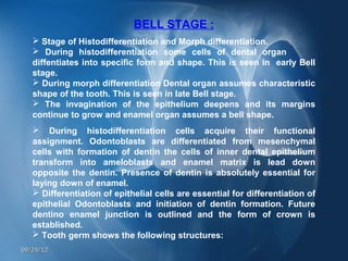 BELL STAGE :
    Stage of Histodifferentiation and Morph differentiation.
    During histodifferentiation some cells of dental organ
   diffentiates into specific form and shape. This is seen in early Bell
   stage.
    During morph differentiation Dental organ assumes characteristic
   shape of the tooth. This is seen in late Bell stage.
    The invagination of the epithelium deepens and its margins
   continue to grow and enamel organ assumes a bell shape.
    During histodifferentiation cells acquire their functional
   assignment. Odontoblasts are differentiated from mesenchymal
   cells with formation of dentin the cells of inner dental epithelium
   transform into ameloblasts and enamel matrix is lead down
   opposite the dentin. Presence of dentin is absolutely essential for
   laying down of enamel.
    Differentiation of epithelial cells are essential for differentiation of
   epithelial Odontoblasts and initiation of dentin formation. Future
   dentino enamel junction is outlined and the form of crown is
   established.
    Tooth germ shows the following structures:
09/24/12
 