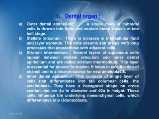 I. Dental organ :
     a)    Outer dental epithelium:        A single rows of cuboidal
           cells is thrown into folds and contain blood vessels at late
           bell stage.
     b)    Stellate reticulum: There is increase in intercellular fluid
           and layer expands. The cells assume star shape with long
           processes that anastomose with adjacent cells.
     c)    Stratum intermedium: Several layers of squamsus cells
           appear between stellate reticulum and inner dental
           epithelium and are called stratum intermedium. This layer
           is essential for enamel formation. It helps in calcification of
           enamel and is a reserve source for new ameloblasts.
     d)    Inner dental epithelium: This consists of single layer of
           cells that differentiates into tall columnar cells, the
           ameloblasts. They have a hexagonal shape on cross
           section and are 4u in diameter and 40u in height. These
           cells influence the underlying mesenchymal cells, which
           differentiates into Odontoblasts.


09/24/12
 