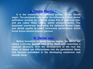 II. Dental Papilla :
          It is the mesenchyme enclosed portion of the Dental
      organ. The peripheral cells under the influence of inner dental
      epithelium assume an cuboidal shape first & columnar later
      and are called Odon oblast, which produce dentin. The
      basement membrane separating the epithelial dental organ
      and dental papilla is called membrana performativa which
      forms future dentino enamel junction.


                         III. Dental sac:
           Before formation of dental tissues begins, the dental sac
      shows a circular arrangement of its fibres and resembles a
      capsular structure. With the development of the root the
      fibers of dental sac differentiates into the periodontal fibres
      that become embedded in the developing cementum and
      alveolar bone.



09/24/12
 