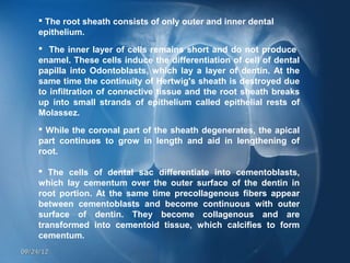  The root sheath consists of only outer and inner dental
     epithelium.
      The inner layer of cells remains short and do not produce
     enamel. These cells induce the differentiation of cell of dental
     papilla into Odontoblasts, which lay a layer of dentin. At the
     same time the continuity of Hertwig's sheath is destroyed due
     to infiltration of connective tissue and the root sheath breaks
     up into small strands of epithelium called epithelial rests of
     Molassez.
      While the coronal part of the sheath degenerates, the apical
     part continues to grow in length and aid in lengthening of
     root.

      The cells of dental sac differentiate into cementoblasts,
     which lay cementum over the outer surface of the dentin in
     root portion. At the same time precollagenous fibers appear
     between cementoblasts and become continuous with outer
     surface of dentin. They become collagenous and are
     transformed into cementoid tissue, which calcifies to form
     cementum.
09/24/12
 