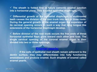  The sheath is folded first at future cemento enamel junction
    into a horizontal plane. This is called epithelial diaphragm.

     Differential growth of the epithelial diaphragm in multirooted
    teeth causes the division of the root trunk into two or three roots.
    During the general growth of the enamel organ the expansion of
    its cervical opening occurs in such a way that long tongue like
    extensions of the horizontal diaphragm develop.

     Before division of the root trunk occurs the free ends of these
    horizontal epithelial flaps grow toward each other and fuse. The
    single cervical opening of the coronal enamel organ is then
    divided into two or three openings.

                           Enamel pearls:
           If the cells of epithelial root sheath remain adherent to the
    dentin surface, they may differentiates into fully functioning
    ameloblasts and produce enamel. Such droplets of enamel called
    enamel pearls.


09/24/12
 