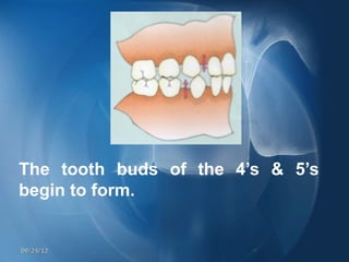  
    The tooth buds of the 4’s & 5’s
    begin to form.


    09/24/12
 