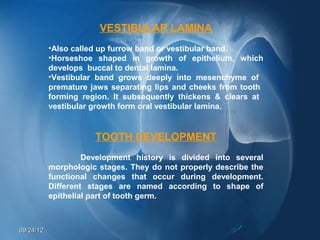 VESTIBULAR LAMINA
           •Also called up furrow band or vestibular band.
           •Horseshoe shaped in growth of epithelium, which
           develops buccal to dental lamina.
           •Vestibular band grows deeply into mesenchyme of
           premature jaws separating lips and cheeks from tooth
           forming region. It subsequently thickens & clears at
           vestibular growth form oral vestibular lamina.


                      TOOTH DEVELOPMENT
                    Development history is divided into several
           morphologic stages. They do not properly describe the
           functional changes that occur during development.
           Different stages are named according to shape of
           epithelial part of tooth germ.



09/24/12
 