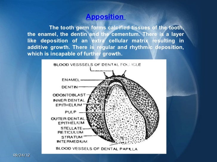 Development of teeth