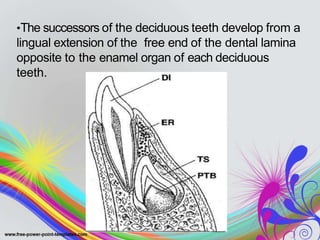 •The successors of the deciduous teeth develop from a
lingual extension of the free end of the dental lamina
opposite to the enamel organ of each deciduous
teeth.
 