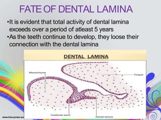 FATEOF DENTAL LAMINA
•It is evident that total activity of dental lamina
exceeds over a period of atleast 5 years
•As the teeth continue to develop, they loose their
connection with the dental lamina
 