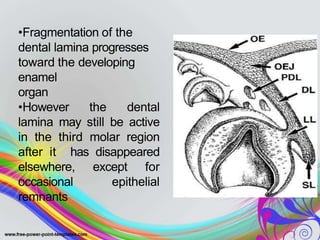 •Fragmentation of the
dental lamina progresses
toward the developing
enamel
organ
•However the dental
lamina may still be active
in the third molar region
after it has disappeared
elsewhere, except for
occasional epithelial
remnants
 