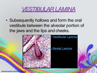 VESTIBULAR LAMINA
• Subsequently hollows and form the oral
vestibule between the alveolar portion of
the jaws and the lips and cheeks.
 