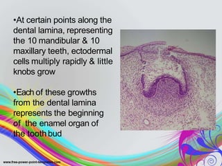 •At certain points along the
dental lamina, representing
the 10 mandibular & 10
maxillary teeth, ectodermal
cells multiply rapidly & little
knobs grow
•Each of these growths
from the dental lamina
represents the beginning
of the enamel organ of
the toothbud
 