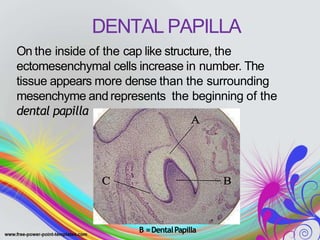 DENTAL PAPILLA
On the inside of the cap like structure, the
ectomesenchymal cells increase in number. The
tissue appears more dense than the surrounding
mesenchyme and represents the beginning of the
dental papilla
B =DentalPapilla
 