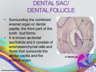 DENTAL SAC/
DENTAL FOLLICLE
• Surrounding the combined
enamel organ or dental
papilla, the third part of the
tooth bud forms.
• It is known as dental
sac/follicle and it consists of
ectomesenchymal cells and
fibres that surrounds the
dental papilla and the
enamel organ.
C=Dental sac
 