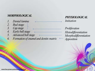 MORPHOLOGICAL
1. Dental lamina
2. Bud stage
3. Capstage
4. Earlybell stage
5. Advancedbellstage
6. Formationof enamelanddentin matrix
PHYSIOLOGICAL
Initiation
Proliferation
Histodifferentiation
Morphodifferentiation
Apposition
 