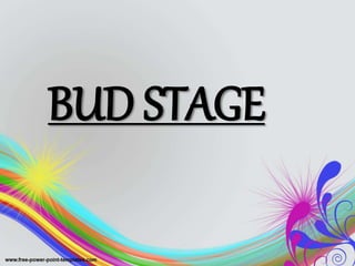 BUD STAGE
 