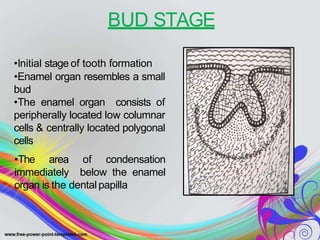 BUD STAGE
•Initial stage of tooth formation
•Enamel organ resembles a small
bud
•The enamel organ consists of
peripherally located low columnar
cells & centrally located polygonal
cells
•The area of condensation
immediately below the enamel
organ is the dentalpapilla
 
