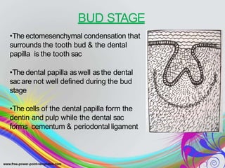 •The ectomesenchymal condensation that
surrounds the tooth bud & the dental
papilla is the tooth sac
•The dental papilla aswell asthe dental
sacare not well defined during the bud
stage
•The cells of the dental papilla form the
dentin and pulp while the dental sac
forms cementum & periodontal ligament
BUD STAGE
 