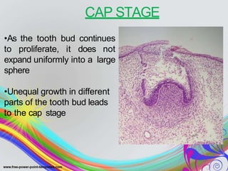 CAP STAGE
•As the tooth bud continues
to proliferate, it does not
expand uniformly into a large
sphere
•Unequal growth in different
parts of the tooth bud leads
to the cap stage
 