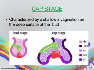 CAP STAGE
• Characterized by a shallow invagination on
the deep surface of the bud
 