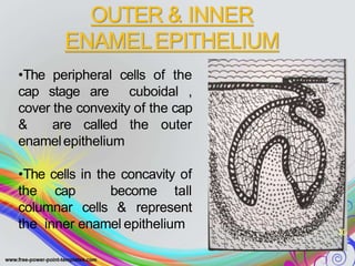 OUTER & INNER
ENAMELEPITHELIUM
•The peripheral cells of the
cap stage are cuboidal ,
cover the convexity of the cap
& are called the outer
enamelepithelium
•The cells in the concavity of
the cap become tall
columnar cells & represent
the inner enamel epithelium
 