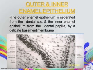 •The outer enamel epithelium is separated
from the dental sac, & the inner enamel
epithelium from the dental papilla, by a
delicate basementmembrane
OUTER & INNER
ENAMELEPITHELIUM
 