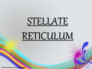 STELLATE
RETICULUM
 