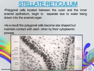 STELLATERETICULUM
•Polygonal cells located between the outer and the inner
enamel epithelium, begin to separate due to water being
drawn into the enamel organ
•Asa result the polygonal cells become star shaped but
maintain contact with each other by their cytoplasmic
process
 