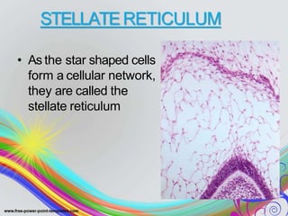 STELLATE RETICULUM
• As the star shaped cells
form a cellular network,
they are called the
stellate reticulum
 