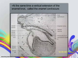 •At the same time avertical extension of the
enamel knot, called the enamel cordoccurs
 