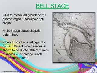 BELL STAGE
•Due to continued growth of the
enamel organ it acquires abell
shape
•In bell stage crown shape is
determined
•The folding of enamel organ to
cause different crown shapes is
shown to be dueto different rates
of mitosis & difference in cell
differentiation time
 