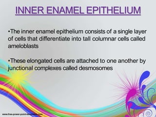 INNER ENAMEL EPITHELIUM
•The inner enamel epithelium consists of a single layer
of cells that differentiate into tall columnar cells called
ameloblasts
•These elongated cells are attached to one another by
junctional complexes called desmosomes
 
