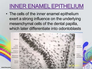 INNER ENAMEL EPITHELIUM
• The cells of the inner enamel epithelium
exert a strong influence on the underlying
mesenchymal cells of the dental papilla,
which later differentiate into odontoblasts
 