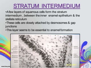 STRATUM INTERMEDIUM
•Afew layers of squamous cells form the stratum
intermedium , between theinner enamel epithelium & the
stellatereticulum
•These cells are closely attached by desmosomes & gap
junctions
•This layer seems to be essential to enamelformation
 