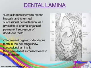 DENTAL LAMINA
•Dental lamina seems to extend
lingually and is termed
successional dental lamina asit
gives rise to enamel organs of
permanent successors of
deciduous teeth
•The enamel organs of deciduous
teeth in the bell stage show
successional lamina &
their permanent successor teeth in
the budstage
 