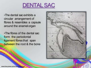 DENTAL SAC
•The dental sacexhibits a
circular arrangement of
fibres & resembles a capsule
around the enamelorgan
•The fibres of the dental sac
form the periodontal
ligament fibresthat span
between the root & the bone
 