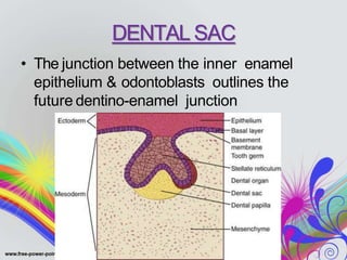 DENTAL SAC
• The junction between the inner enamel
epithelium & odontoblasts outlines the
future dentino-enamel junction
 