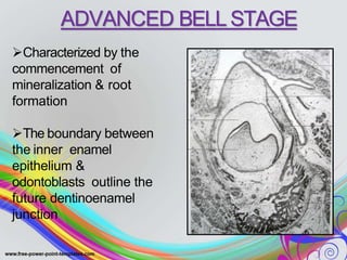 ADVANCED BELL STAGE
Characterized by the
commencement of
mineralization & root
formation
The boundary between
the inner enamel
epithelium &
odontoblasts outline the
future dentinoenamel
junction
 