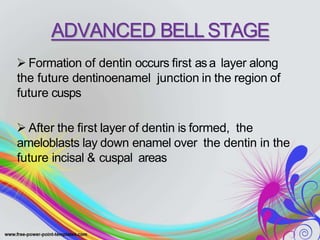ADVANCED BELL STAGE
 Formation of dentin occurs first asa layer along
the future dentinoenamel junction in the region of
future cusps
 After the first layer of dentin is formed, the
ameloblasts lay down enamel over the dentin in the
future incisal & cuspal areas
 