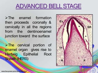 The enamel formation
then proceeds coronally &
cervically in all the regions
from the dentinoenamel
junction toward the surface
The cervical portion of
enamel organ gives rise to
Hertwig Epithelial Root
Sheath (HERS)
ADVANCED BELLSTAGE
 