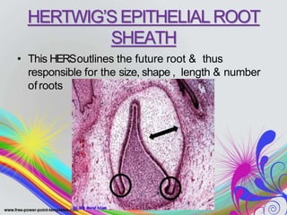 HERTWIG’S EPITHELIAL ROOT
SHEATH
• This HERSoutlines the future root & thus
responsible for the size, shape , length & number
ofroots
 