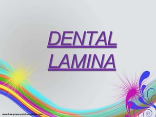 DENTAL
LAMINA
 