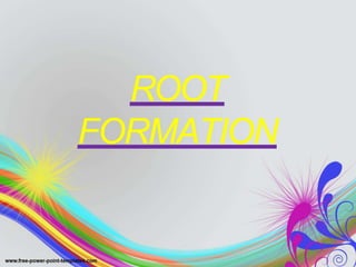 ROOT
FORMATION
 